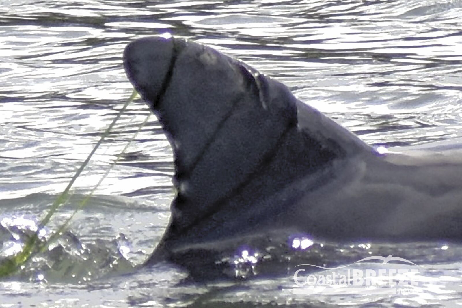 Stepping Stones 1. On January 2, 2022, 1 year old Cubbie became entangled with fishing line.JPG